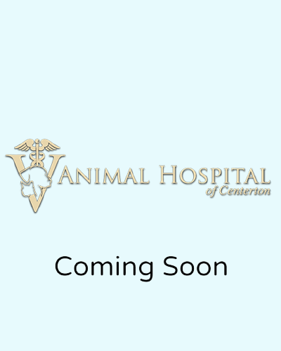 Animal Hospital of Centerton