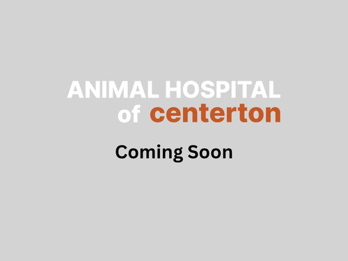 Animal Hospital of Centerton Dr. Vava